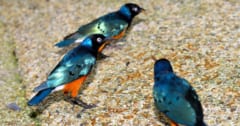 鳥も友達を作る――20年の研究で明らかにの画像 1/4