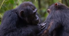 チンパンジーが仲間同士で「傷口に薬を塗り合う」行動を発見！の画像 1/2