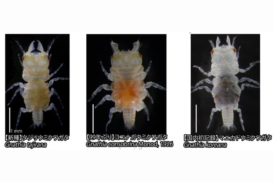 【海の甲虫⁈】西日本で新種「ウミクワガタ」を発見！