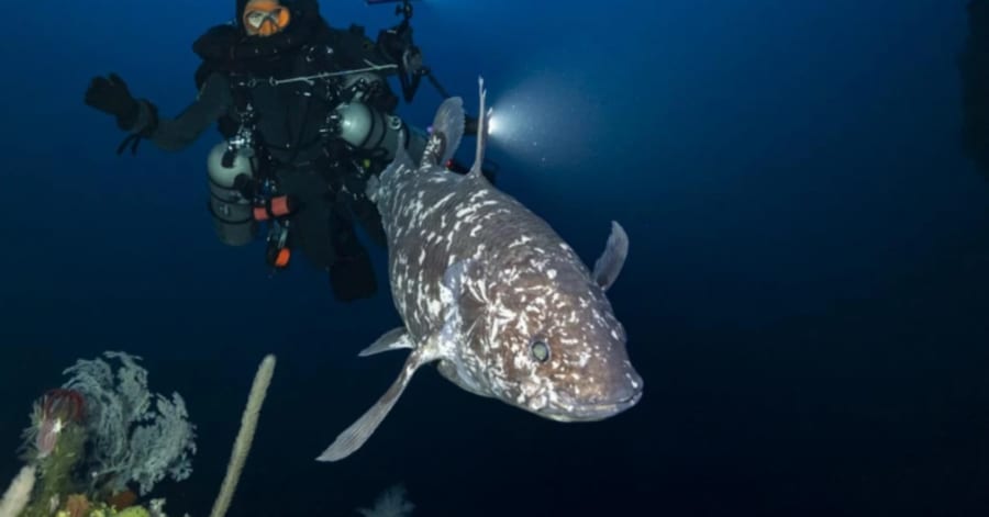 生きた”シーラカンスの撮影に成功！インドネシアの水深144mで優雅に