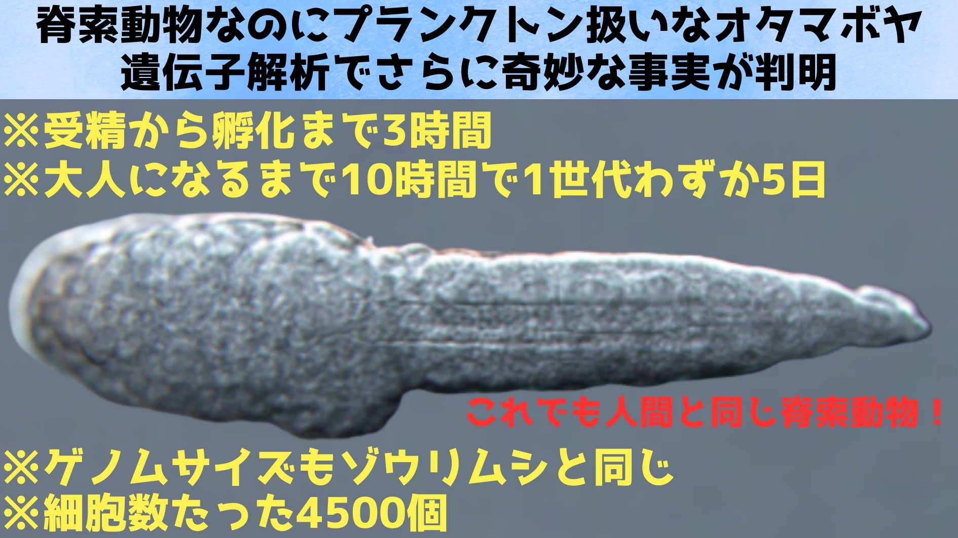 「脊索動物なのに海洋プランクトン扱いされるオタマボヤ」遺伝子解析で奇妙さがさらに加速