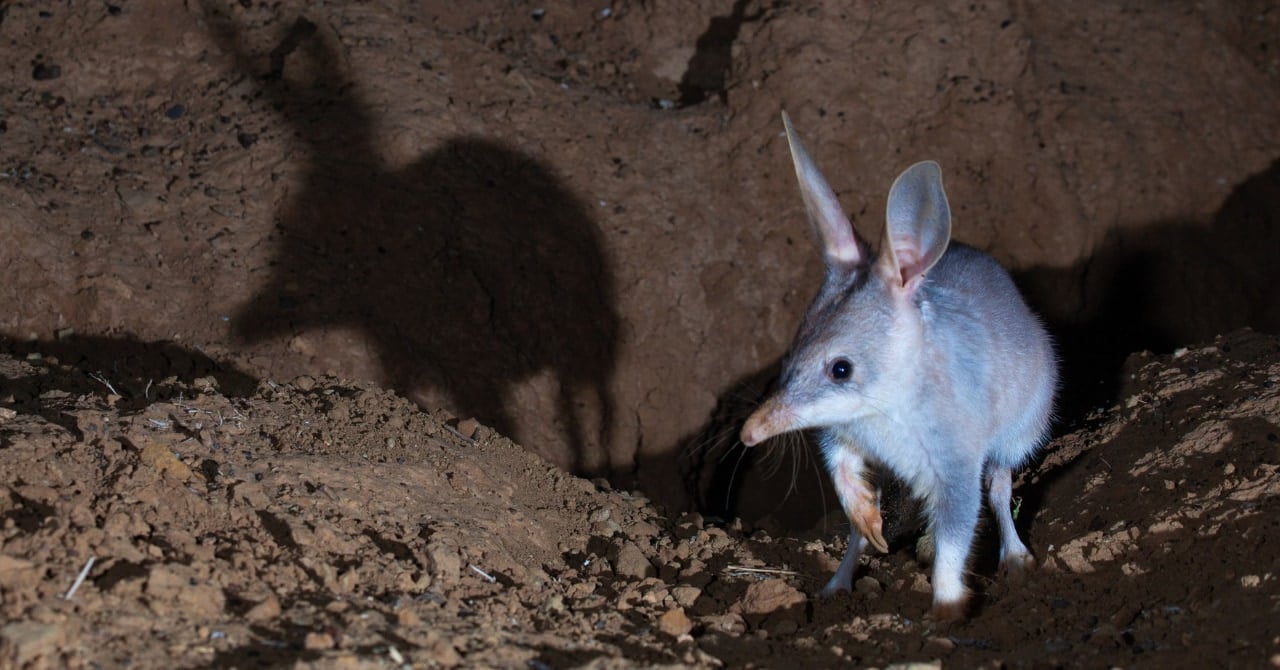 「うさ耳を持つ有袋類」が絶滅の危機から3000匹超えの大復活!【増加の理由とは?】の画像 1/5