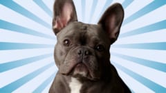 収れんする「ぶちゃむくれ」進化で犬と猫が同じ顔になるの画像 3/4