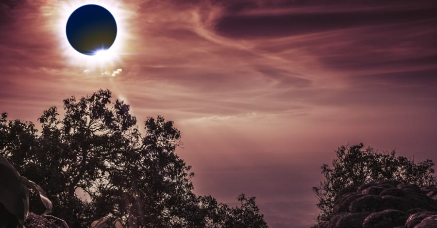 太陽が沈黙する「日食」の時――トウヒは”古木から若木へ”「電気の会話