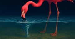 フラミンゴの凄技を発見！「水竜巻」を起こして獲物を吸い上げていたの画像 1/5