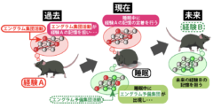 睡眠中の脳は未来の記憶を仕込んでいた：最新研究で判明の画像 2/5