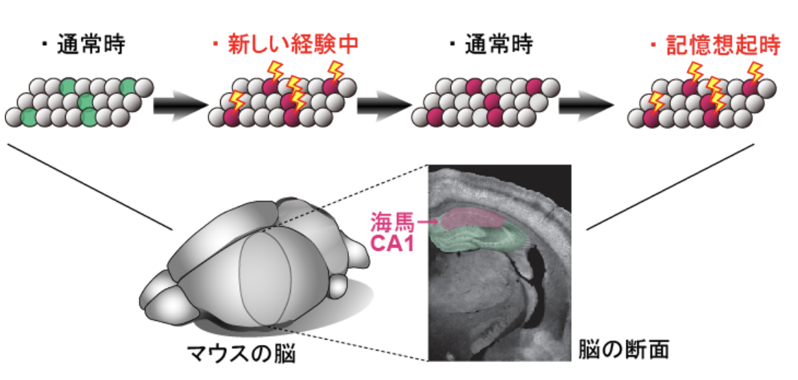 睡眠中の脳は未来の記憶を仕込んでいた:最新研究で判明の画像 3/5