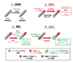 睡眠中の脳は未来の記憶を仕込んでいた：最新研究で判明の画像 4/5