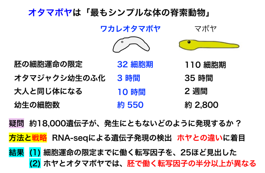 脊索動物なのにプランクトン?オタマボヤとは何者か
