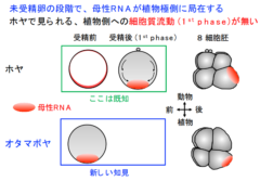 オタマボヤは「受精から生まれるまで3～４時間」「大人になるまで10時間」しかかからない