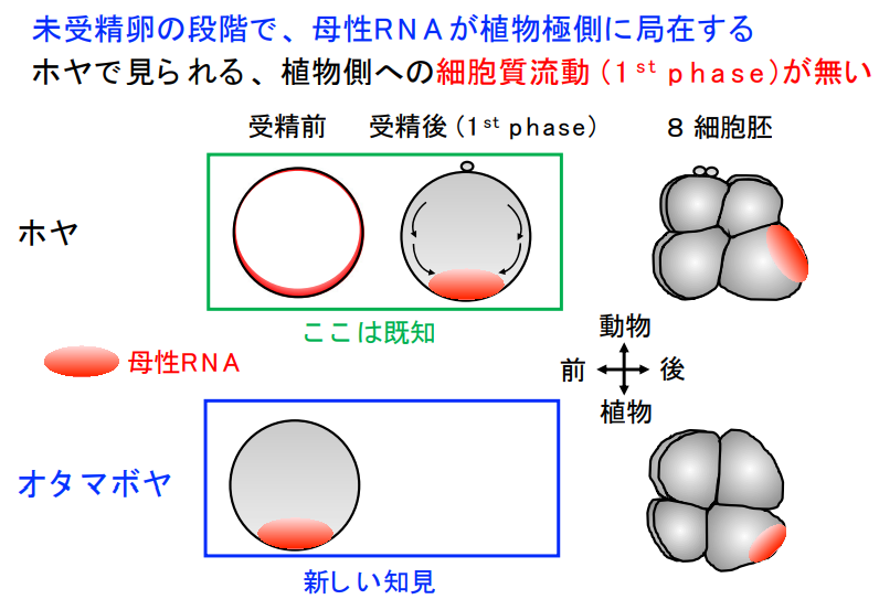 オタマボヤは「受精から生まれるまで3~4時間」「大人になるまで10時間」しかかからない