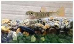 イワナの「あくびの長さ」が住んでる場所ごとに違うと判明！の画像 3/3