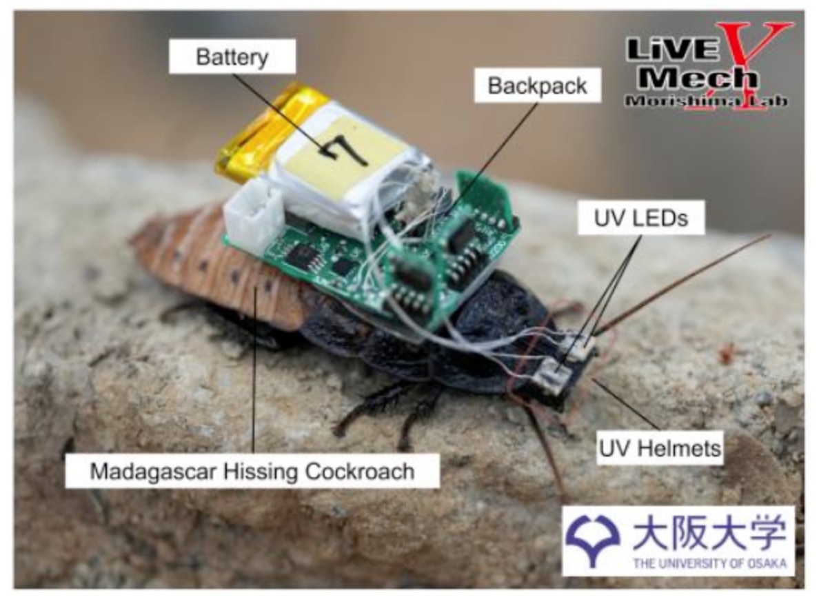 昆虫にヘルメットを被せてサイボーグ化!”眼に光を照射して操る”新技術が登場【閲覧注意】の画像 3/4