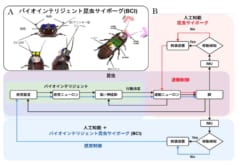 昆虫にヘルメットを被せてサイボーグ化！”眼に光を照射して操る”新技術が登場【閲覧注意】の画像 4/4