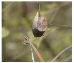 「蜂の子」の親バチは鳥や哺乳類を捕食していたと判明！の画像 2/4