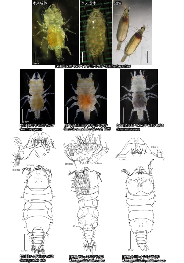 【海の甲虫⁈】西日本で新種「ウミクワガタ」を発見!の画像 3/3