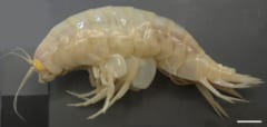 幻の生物とされる巨大甲殻類「ダイダラボッチ」、実は世界中の深海にいた⁈の画像 2/3