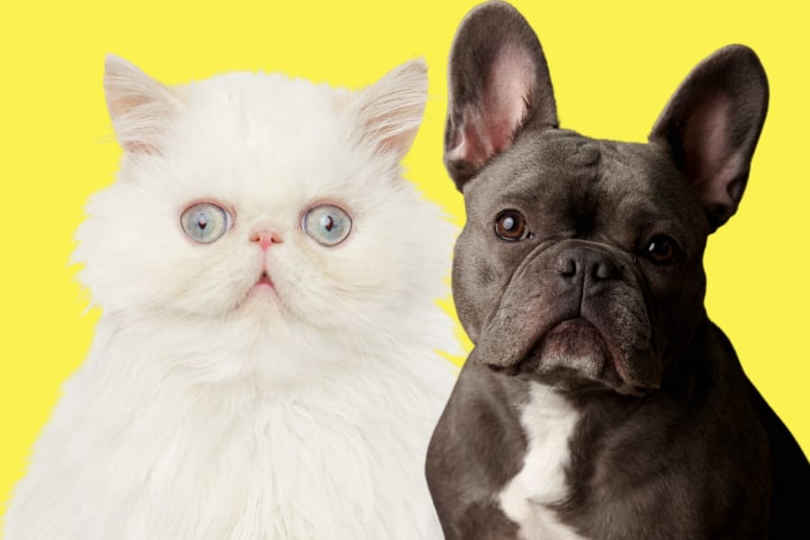 収れんする「ぶちゃむくれ」進化で犬と猫が同じ顔になる