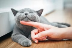 ネコは「飼い主」と「赤の他人」の匂いを嗅ぎ分けていたの画像 2/3