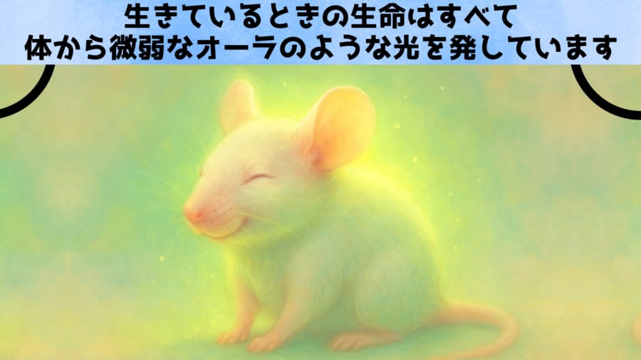 「オーラ」は科学で測れる? 謎の微弱光と生存の関係