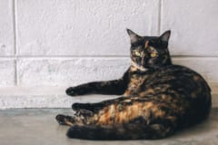 60年越しの謎に終止符！三毛猫の毛色を決める遺伝子の特定に成功【分かりやすく解説】の画像 3/5