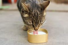 ネコに牛乳はあげるべきでない科学的な理由とは？の画像 3/3