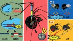 「赤く光る糸」を出すクモを遺伝子編集で作ることに成功！の画像 3/4
