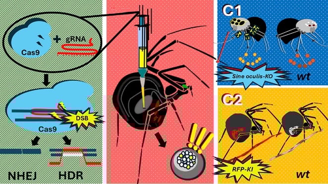 「赤く光る糸」を出すクモを遺伝子編集で作ることに成功!の画像 3/4