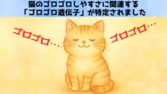 猫の「ゴロゴロ遺伝子」を発見
