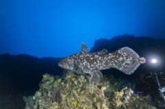 ”生きた”シーラカンスの撮影に成功！インドネシアの水深144mで優雅に泳いでいたの画像 5/7