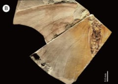 地元の博物館にある「名もない蝶の化石」―実は新種で250万年前のものだったの画像 5/5