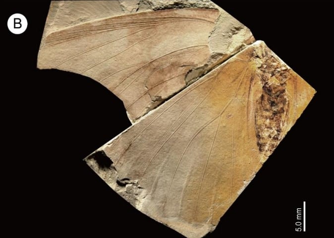 地元の博物館にある「名もない蝶の化石」―実は新種で250万年前のものだったの画像 5/5