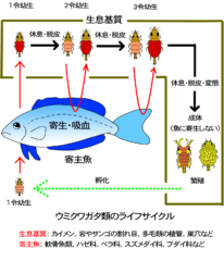 【海の甲虫⁈】西日本で新種「ウミクワガタ」を発見！の画像 2/3