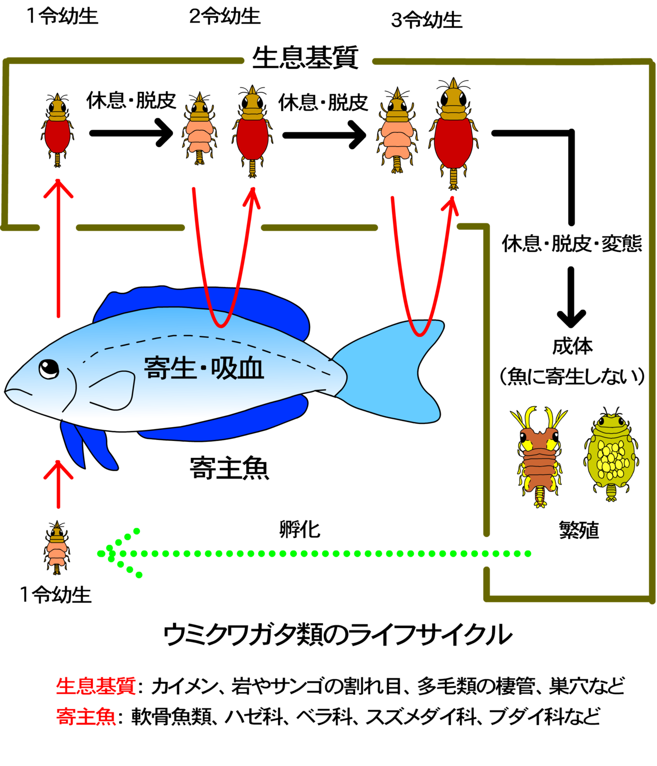 【海の甲虫⁈】西日本で新種「ウミクワガタ」を発見!の画像 2/3