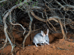 「うさ耳を持つ有袋類」が絶滅の危機から3000匹超えの大復活！【増加の理由とは？】の画像 5/5