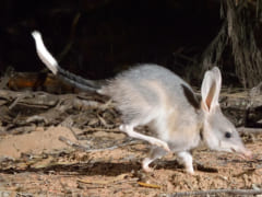「うさ耳を持つ有袋類」が絶滅の危機から3000匹超えの大復活！【増加の理由とは？】の画像 4/5