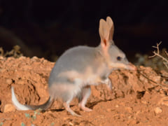 「うさ耳を持つ有袋類」が絶滅の危機から3000匹超えの大復活！【増加の理由とは？】の画像 2/5