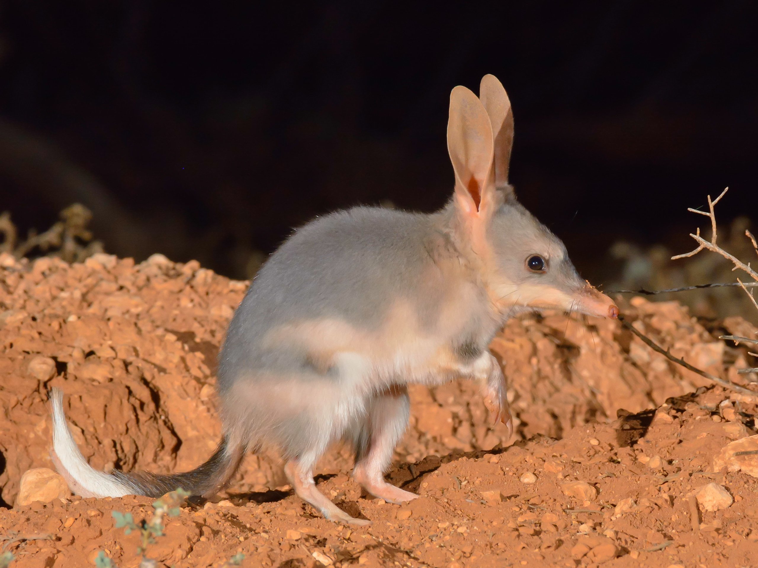 「うさ耳を持つ有袋類」が絶滅の危機から3000匹超えの大復活!【増加の理由とは?】の画像 2/5