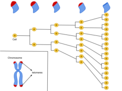 ビタミンＤが生物学的老化を3年遅らせる【大規模研究で判明】の画像 2/4