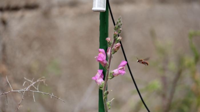 ハチの羽音を聴き分けて、瞬時に「蜜を甘くできる」植物がいた!の画像 3/3