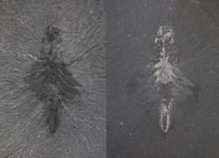 5億年前の「新種の三つ目モンスター」を発見！日本の怪獣から「モスラ」と命名の画像 3/4