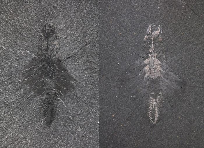 5億年前の「新種の三つ目モンスター」を発見!日本の怪獣から「モスラ」と命名の画像 3/4