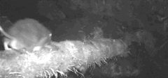 ついに見つけた！「幻の巨大ネズミ」を野生下で初発見の画像 3/4