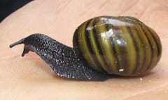 首から卵を産む「幻のカタツムリ」の撮影に初成功！の画像 2/3