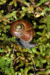 首から卵を産む「幻のカタツムリ」の撮影に初成功！の画像 3/3