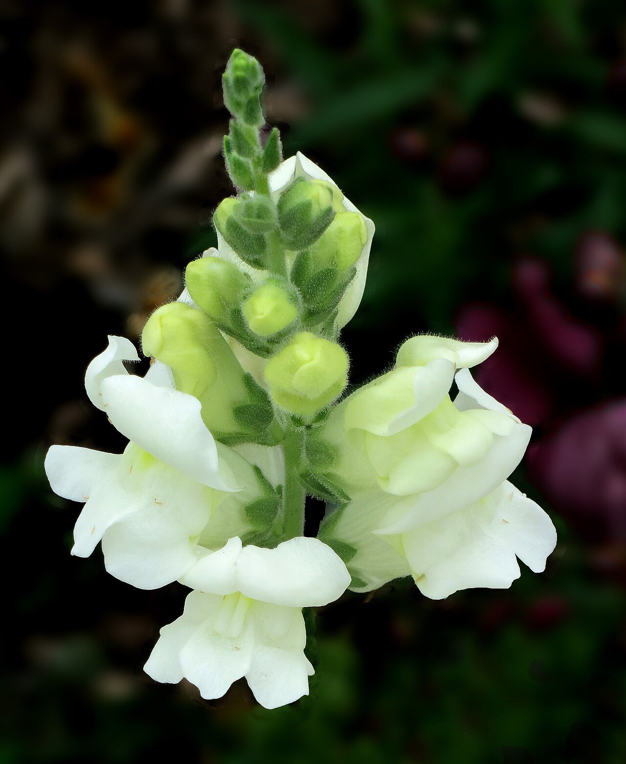 ハチの羽音を聴き分けて、瞬時に「蜜を甘くできる」植物がいた!の画像 2/3