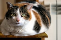 60年越しの謎に終止符！三毛猫の毛色を決める遺伝子の特定に成功【分かりやすく解説】の画像 2/5