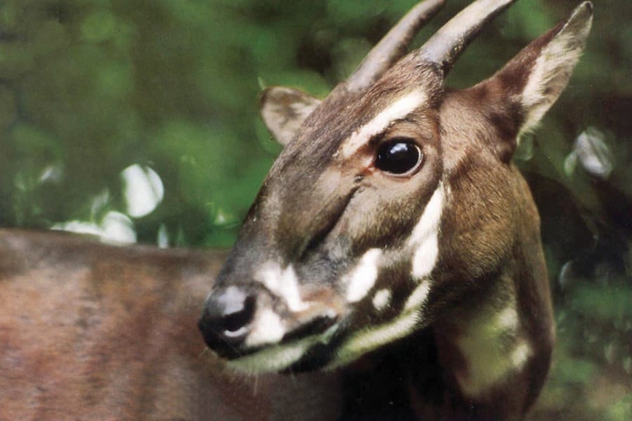 【アジアのユニコーン】幻の動物「サオラ」のゲノム解析に初成功！