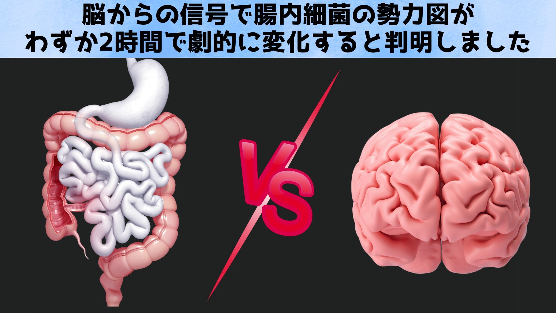 脳の信号で腸内細菌叢がわずか2時間で劇的に変化していたと判明