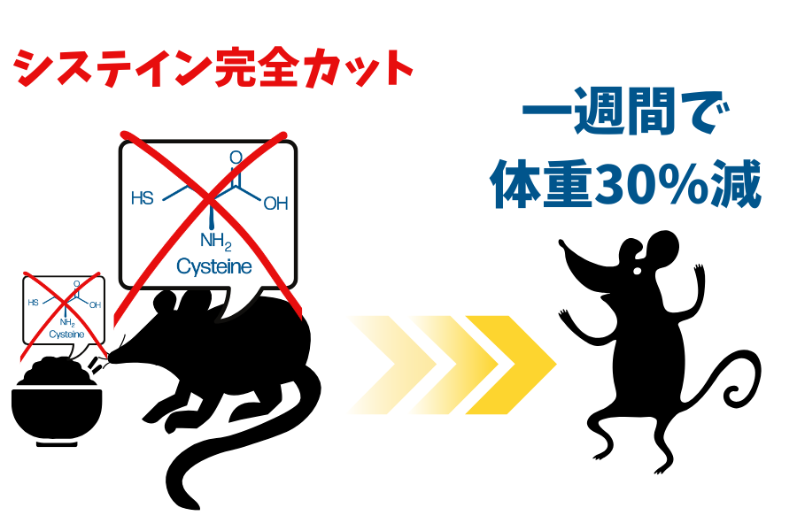 「アミノ酸1つを完全に排除したマウス」の体重が1週間で30%減少するの画像 3/4